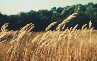 Golden tall grasses sway in the wind in a sunlit field, like nature’s own carousel, with a blurred green forest in the background under a clear sky.