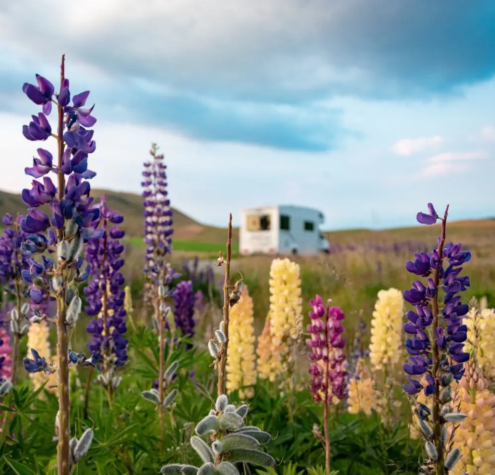 Tall, colourful lupin flowers in the foreground with a white campervan parked in a scenic open field under a partly cloudy sky—perfect peace of mind with reliable motorhome insurance.
