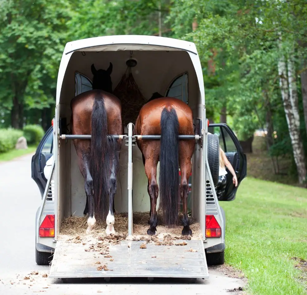 Two brown horses stand inside a horse trailer with their backs facing out, the trailer door open. A person sits inside the vehicle. Outdoors, green trees and grass surround them—a peaceful scene highlighting the need for Horse Trailer Breakdown Cover.