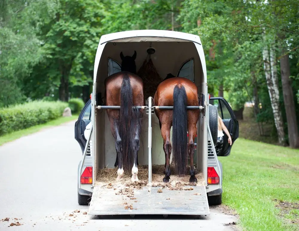 Two horses stand side by side in the back of a white horsebox with the rear doors open, parked on a road surrounded by greenery and trees—a perfect reminder of why trailer insurance is so important.