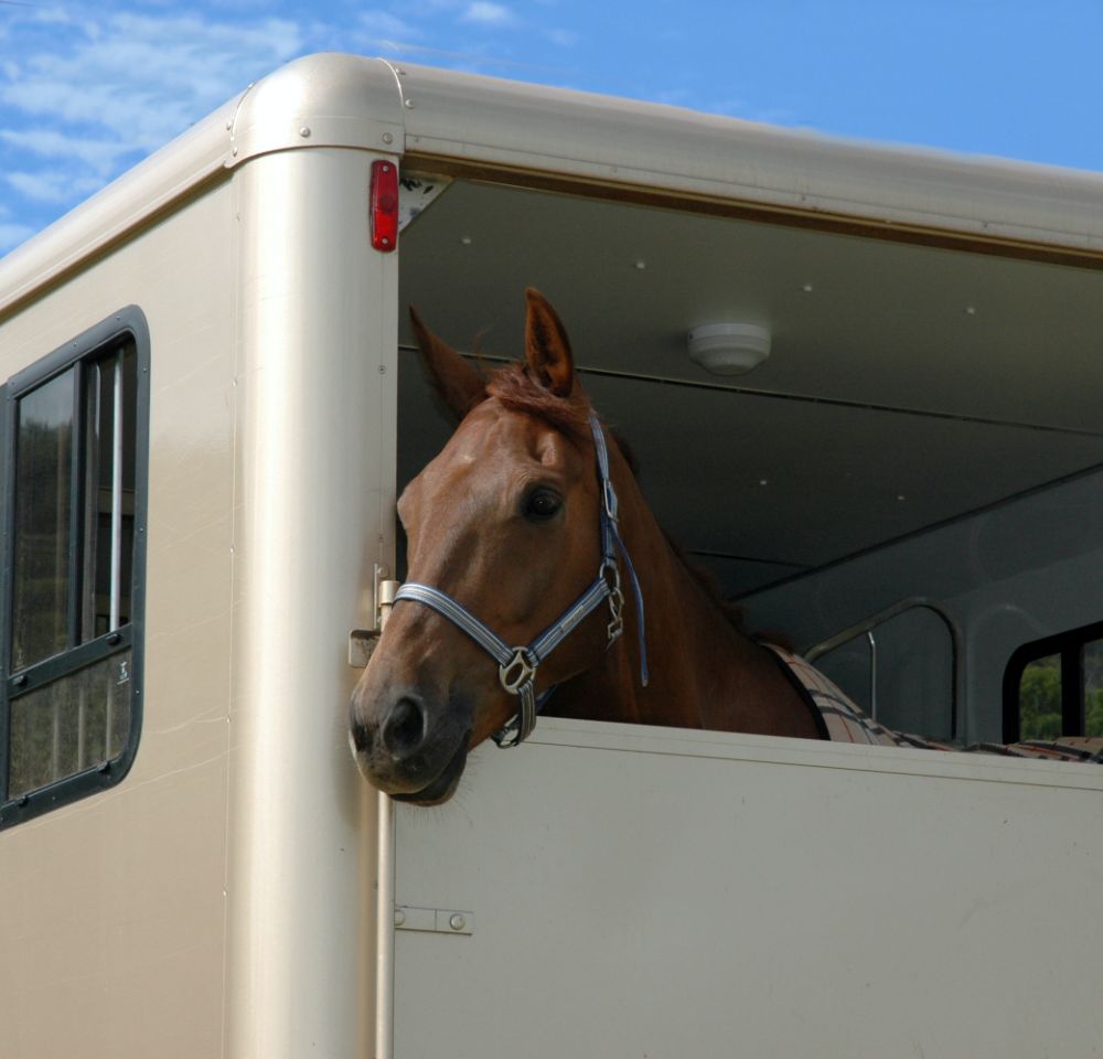 A brown horse with a headcollar looks out from the open window of a beige horsebox, backed by a blue sky with light clouds—a perfect reminder of the need for HGV Insurance when transporting precious cargo.