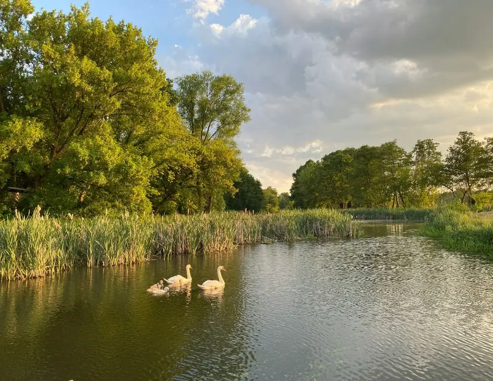 Small pond with swans on cloudy sunny day