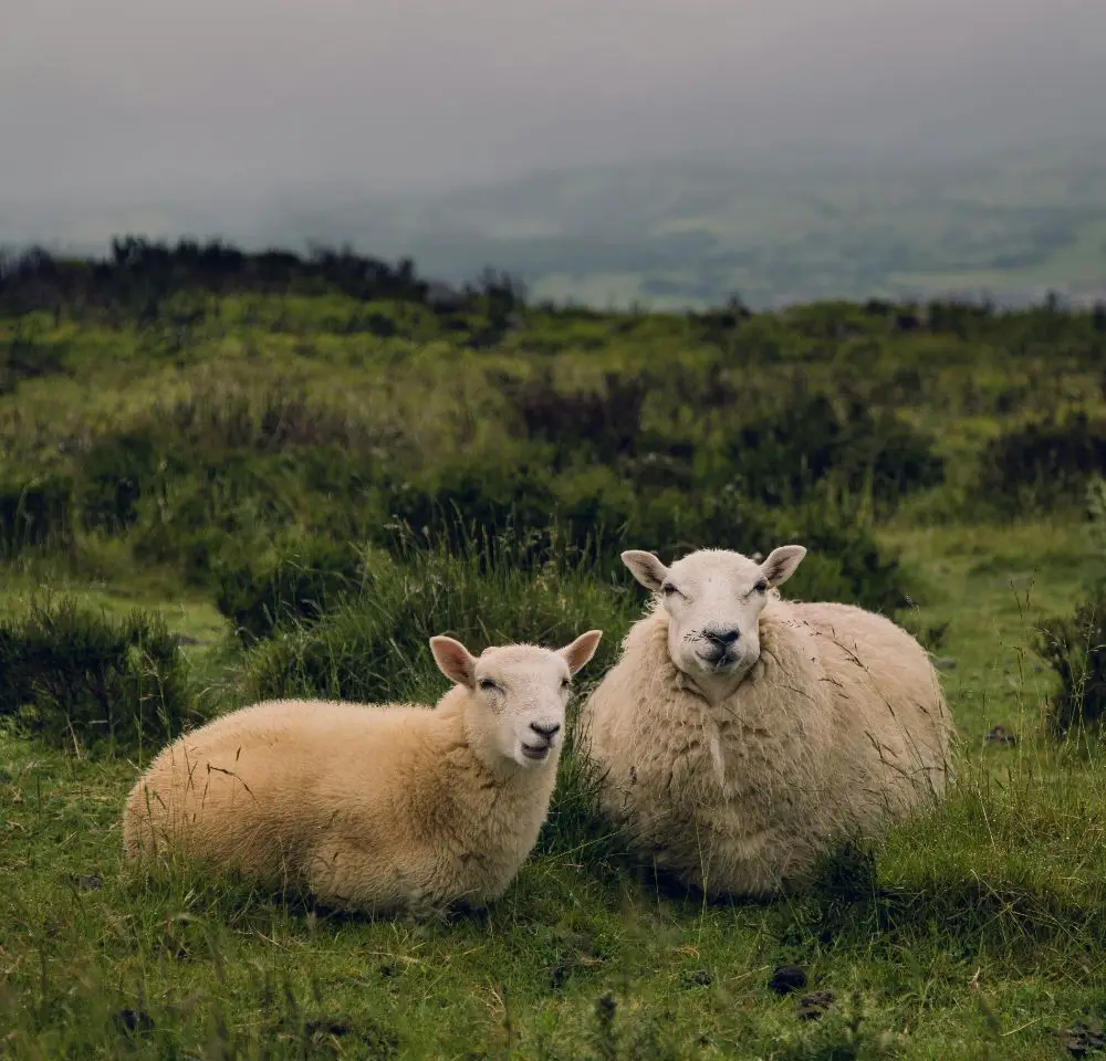 Two sheep, one smaller and one larger, sit closely together on green grassy terrain, illustrating the peaceful landscapes often covered by Land Liability Insurance. Bushes and distant hills appear under a cloudy sky.