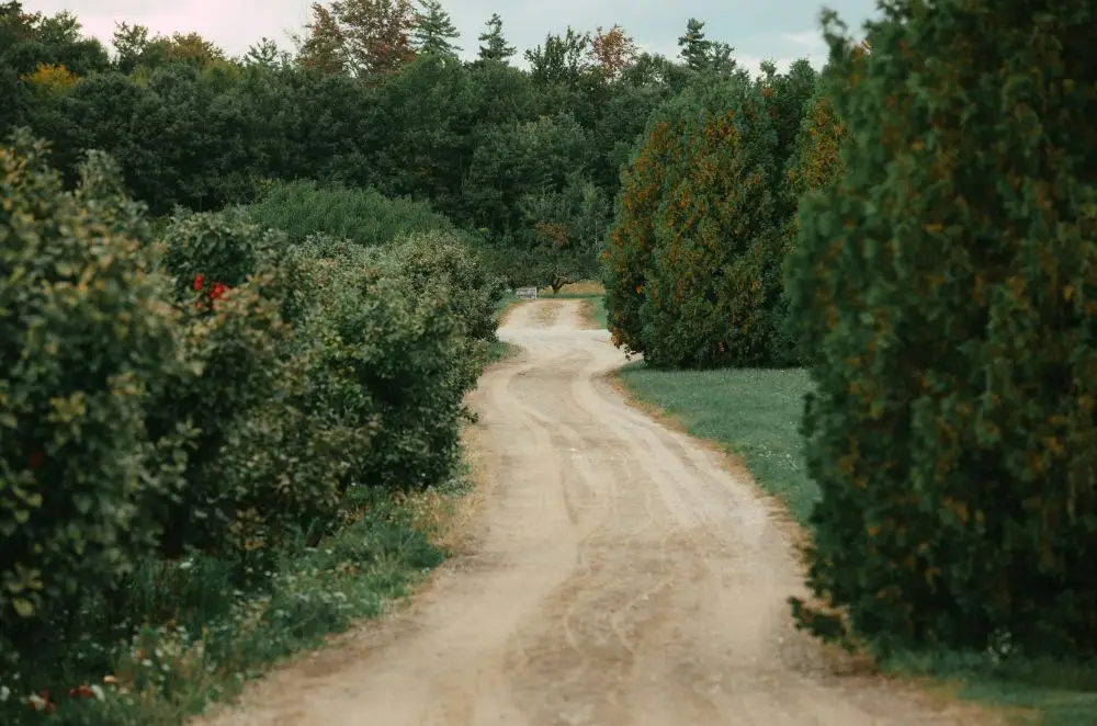 private road surrounded by bushes and trees